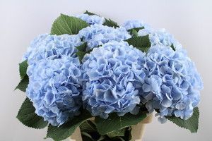 HORT. BLUE 65